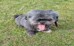 Shih Tzu dogs for sale: Loving cheeky Shihtzu for loving home ❤️ - Image 27