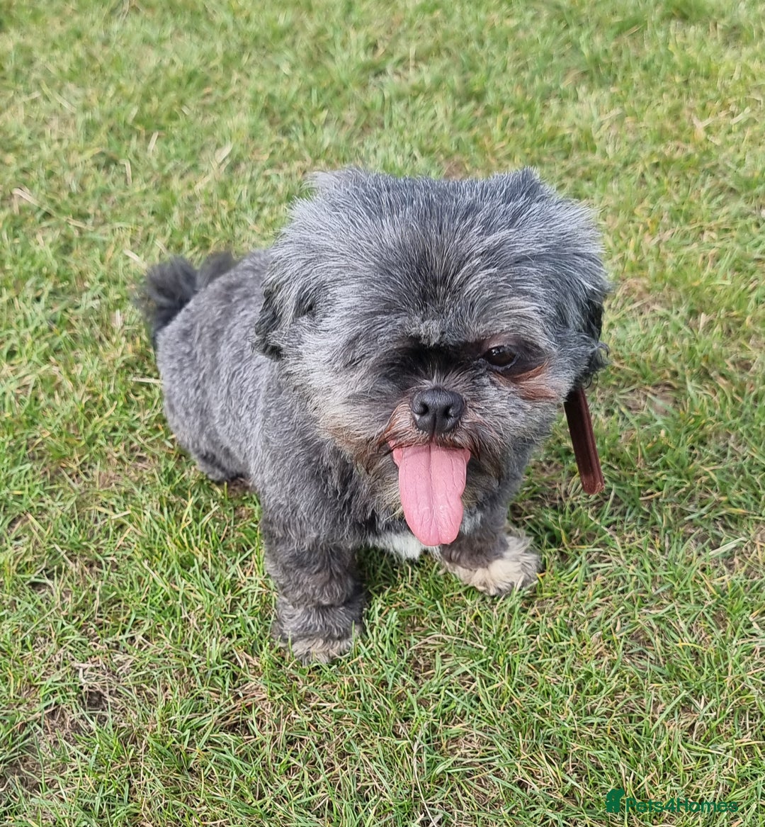 Shih Tzu dogs for sale: Loving cheeky Shihtzu for loving home ❤️ - Image 27
