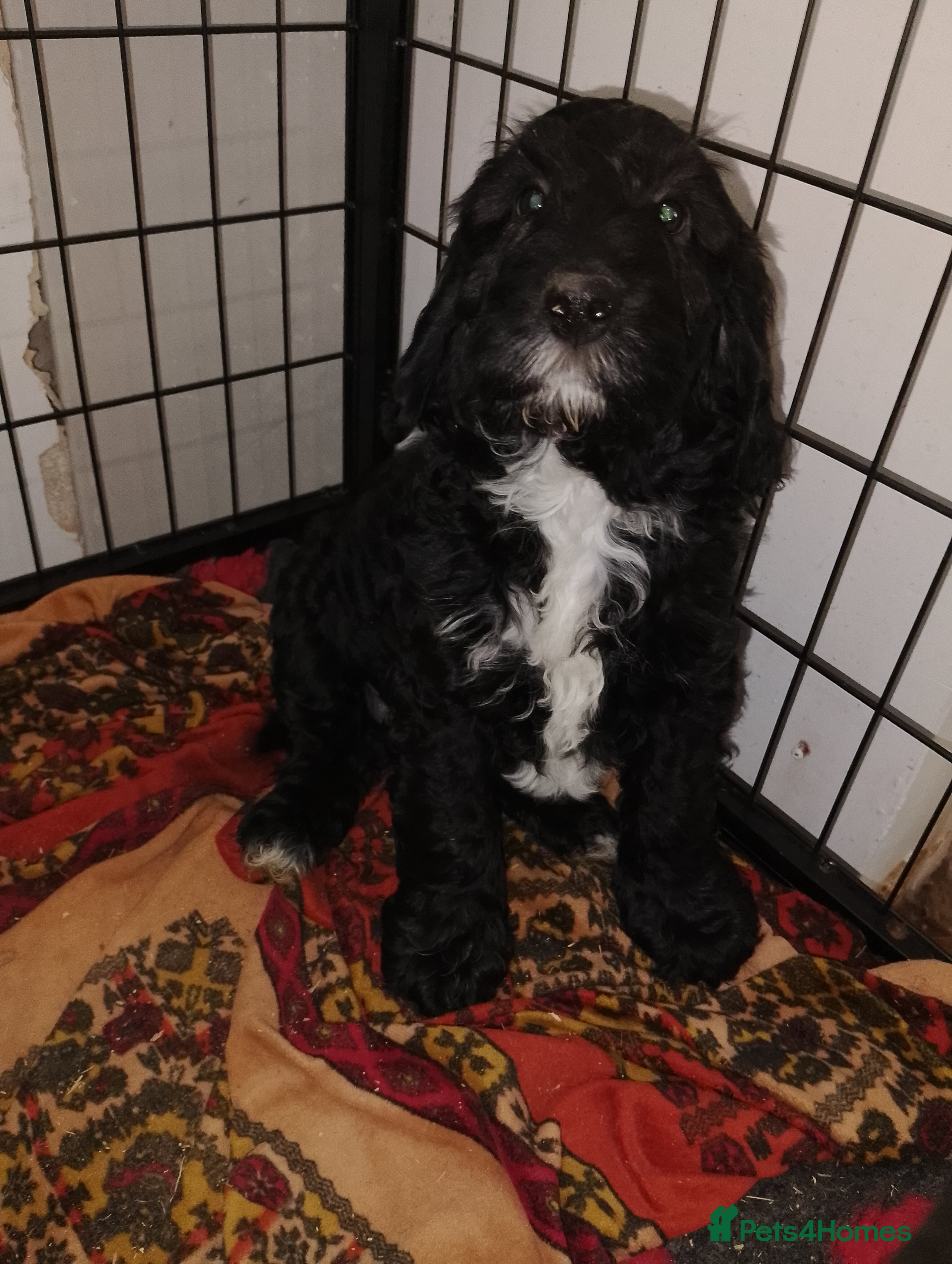 Cocker Spaniel dogs Singleton F1 Cockapoo Ready from today   - Advert 2