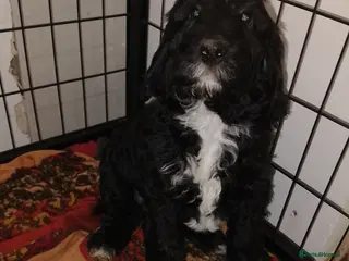 Cocker Spaniel dogs Singleton F1 Cockapoo Ready from today - Advert 2