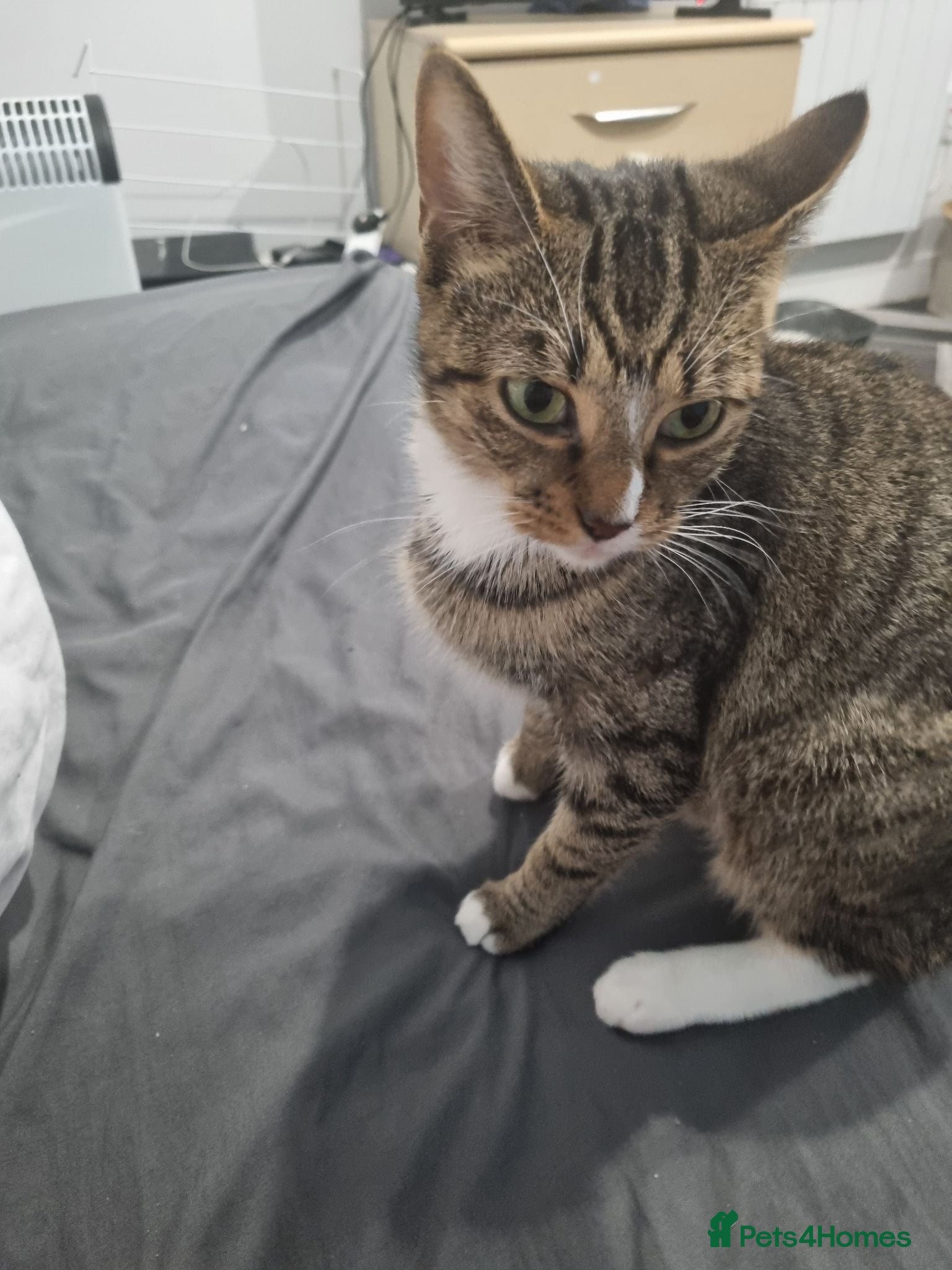 Mixed Breed cats Solo is a 2 year old cat  - Advert 2