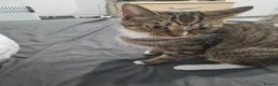 Mixed Breed cats for sale: Solo is a 2 year old cat  - Advert 1