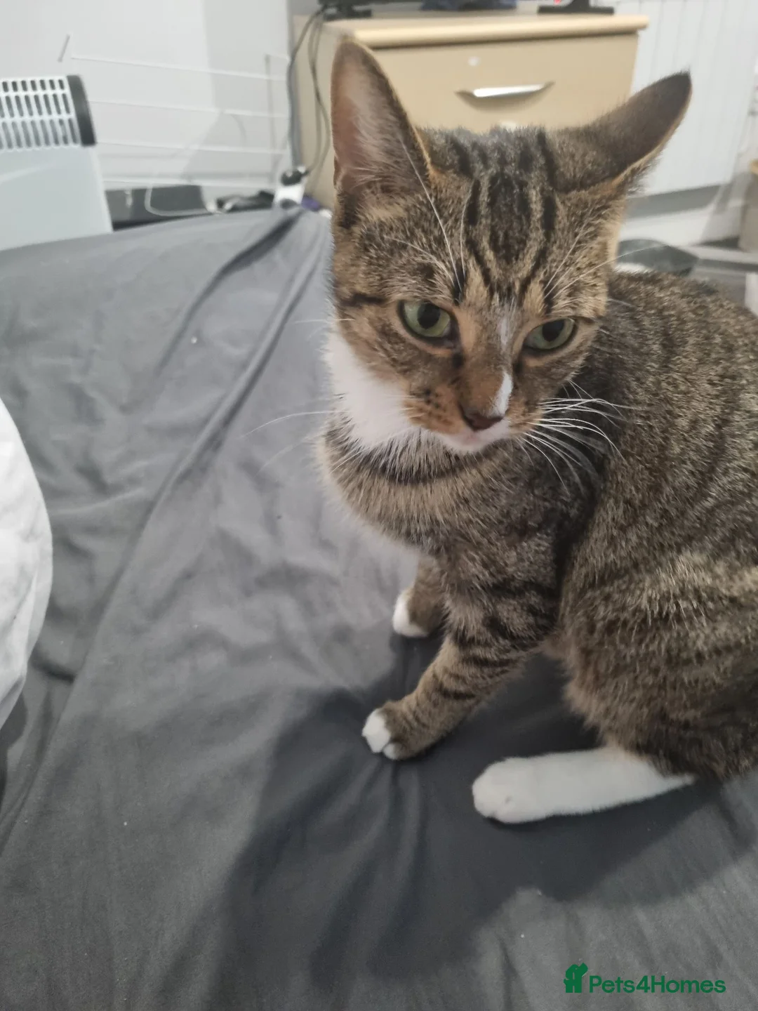 Mixed Breed cats for sale: Solo is a 2 year old cat  - Advert 1