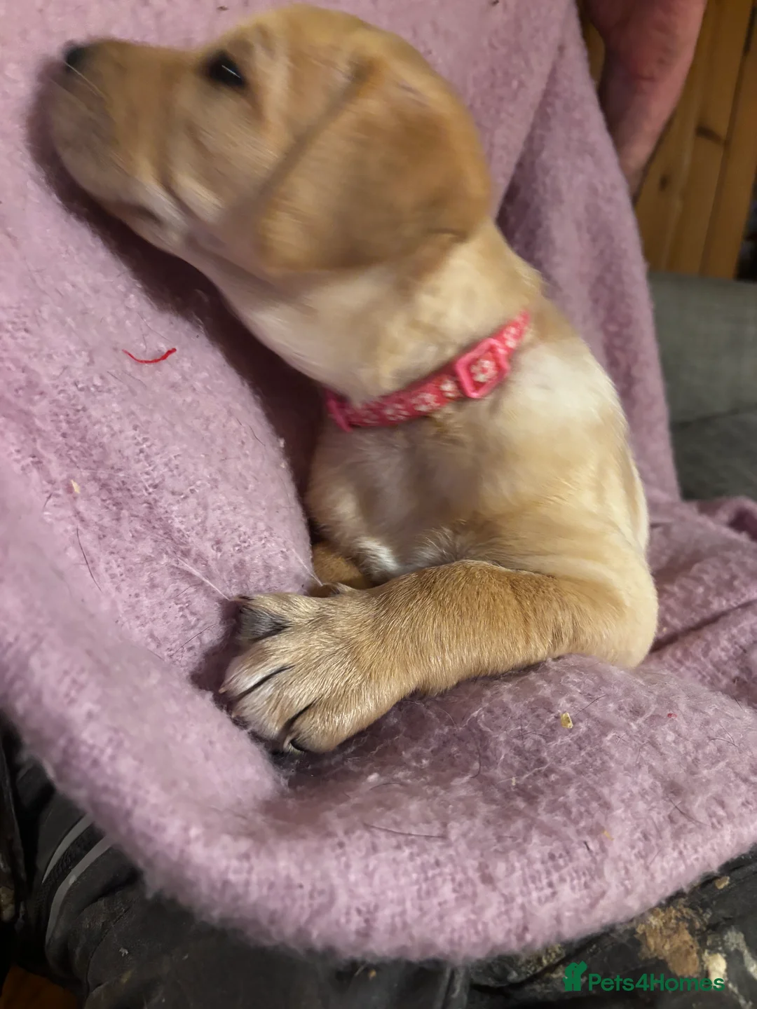 Goldador dogs for sale: Goldador puppies with a dash of dalmation  - Advert 18