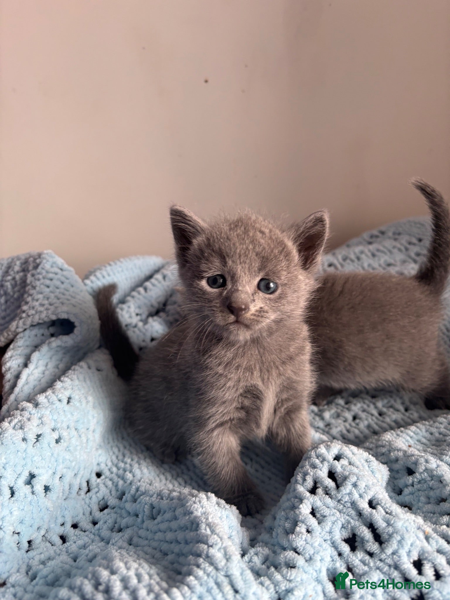 Russian Blue cats Top quality Instagram stars 🌟 Russian blue kitten - Advert 2