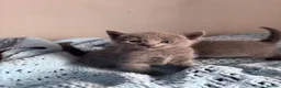 Russian Blue cats for sale: PURE PEDIGREE RUSSIAN BLUE KITTENS INSTAGRAM STARS - Advert 29
