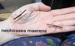 Stick Insects invertebrates for sale: Stick/leaf eggs and nymphs available! - Image 2