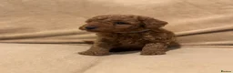 Miniature Poodle dogs for sale: Miniature Poodle Puppies - Advert 16