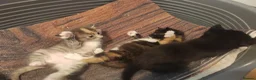 Mixed Breed cats for sale: 4 gorgeous little kitten looking for homes  - Advert 28