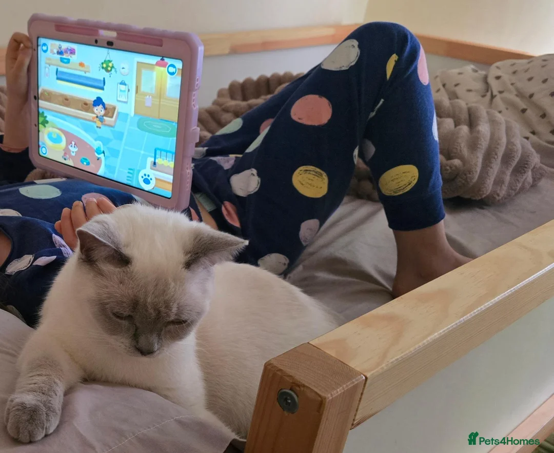 British Shorthair cats for sale: The Sweetest Family Cat- Absolutely Loves Children - Advert 2