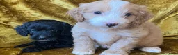Cockapoo dogs for sale: F1 toy cockapoos - Advert 6