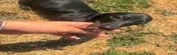 Miniature Dachshund dogs for sale: Miniature dachshund puppies  - Advert 13