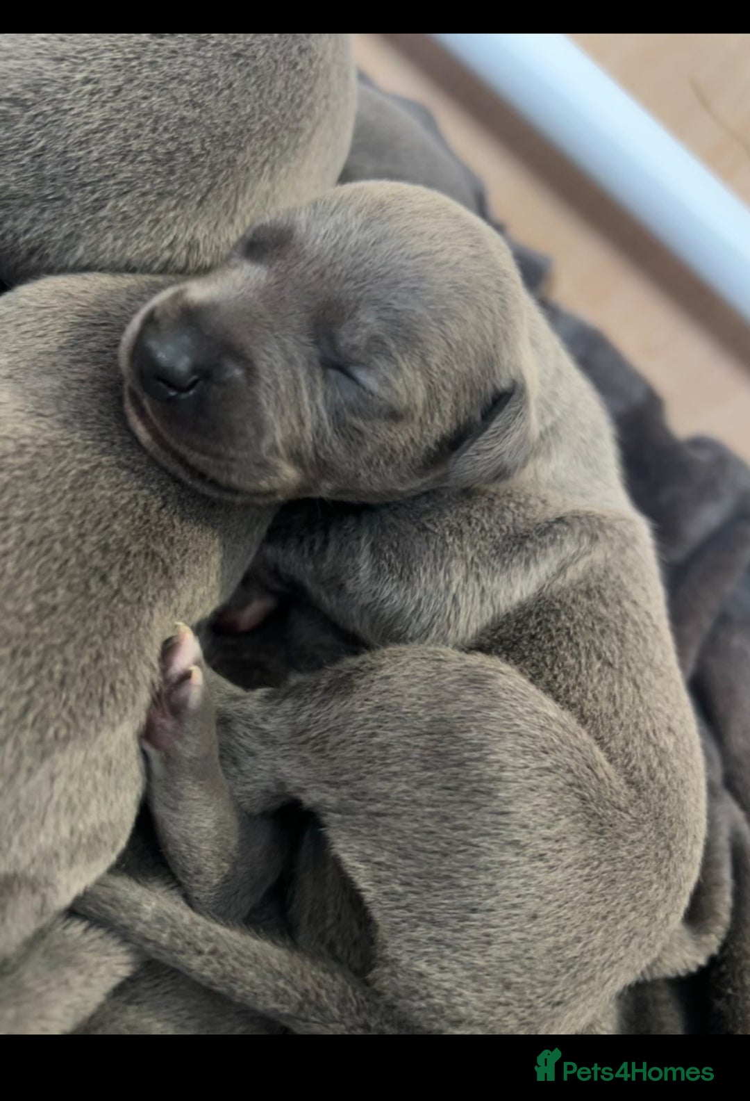 Whippet dogs for sale: Kennel club blue Whippet puppies Champion lines - Advert 6