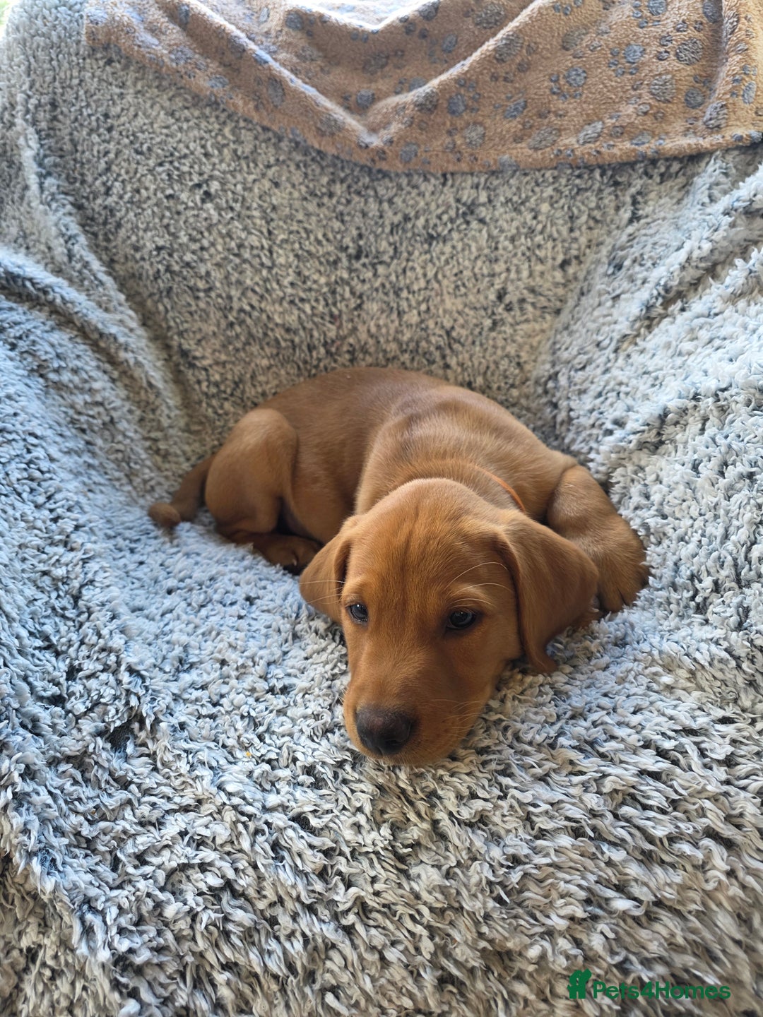 Labrador Retriever dogs for sale: Labrador fox red puppies - Image 9