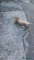 Mixed Breed dogs - Advert 4