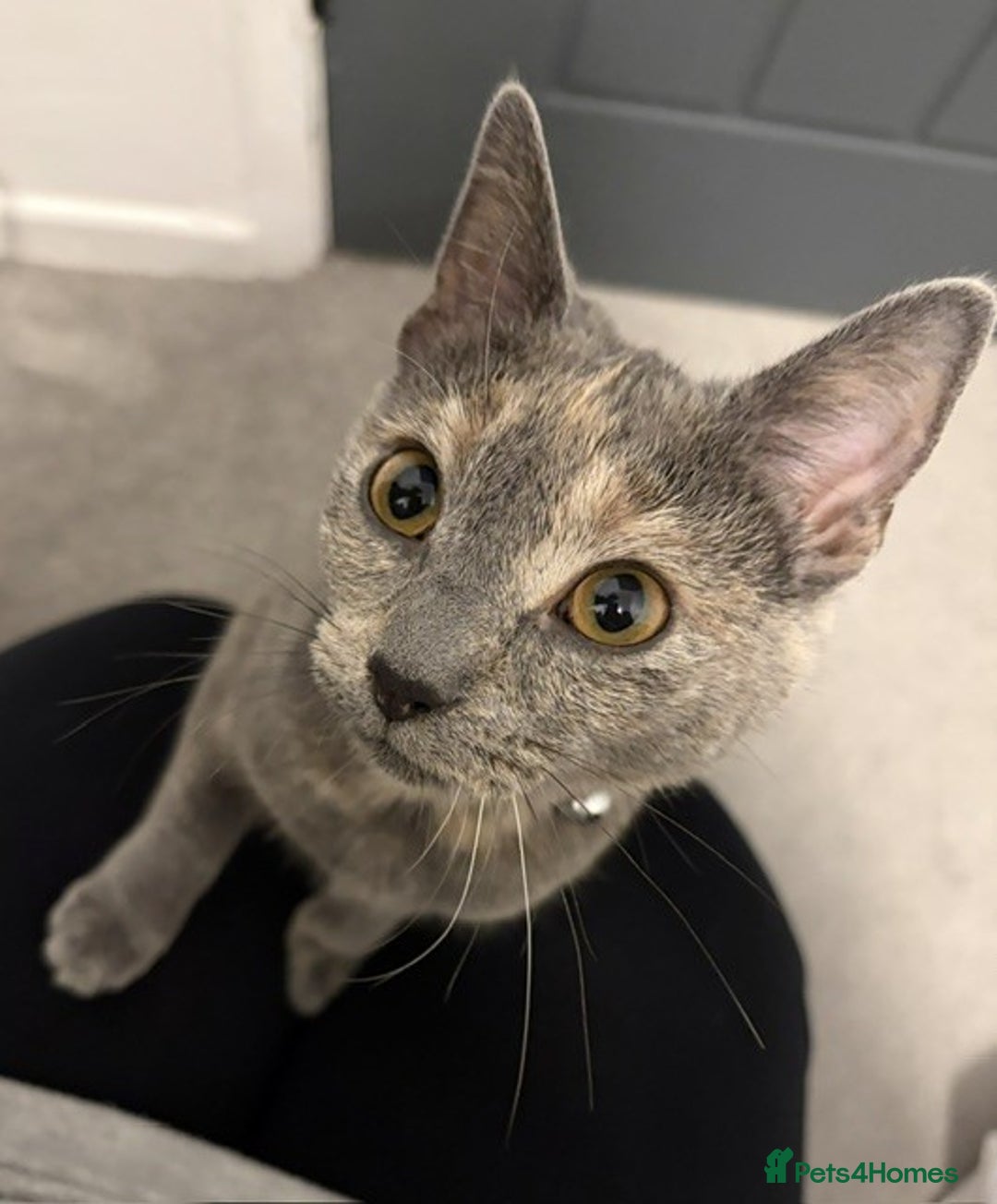 British Shorthair cats for sale: Female British Shorthair  - Advert 5