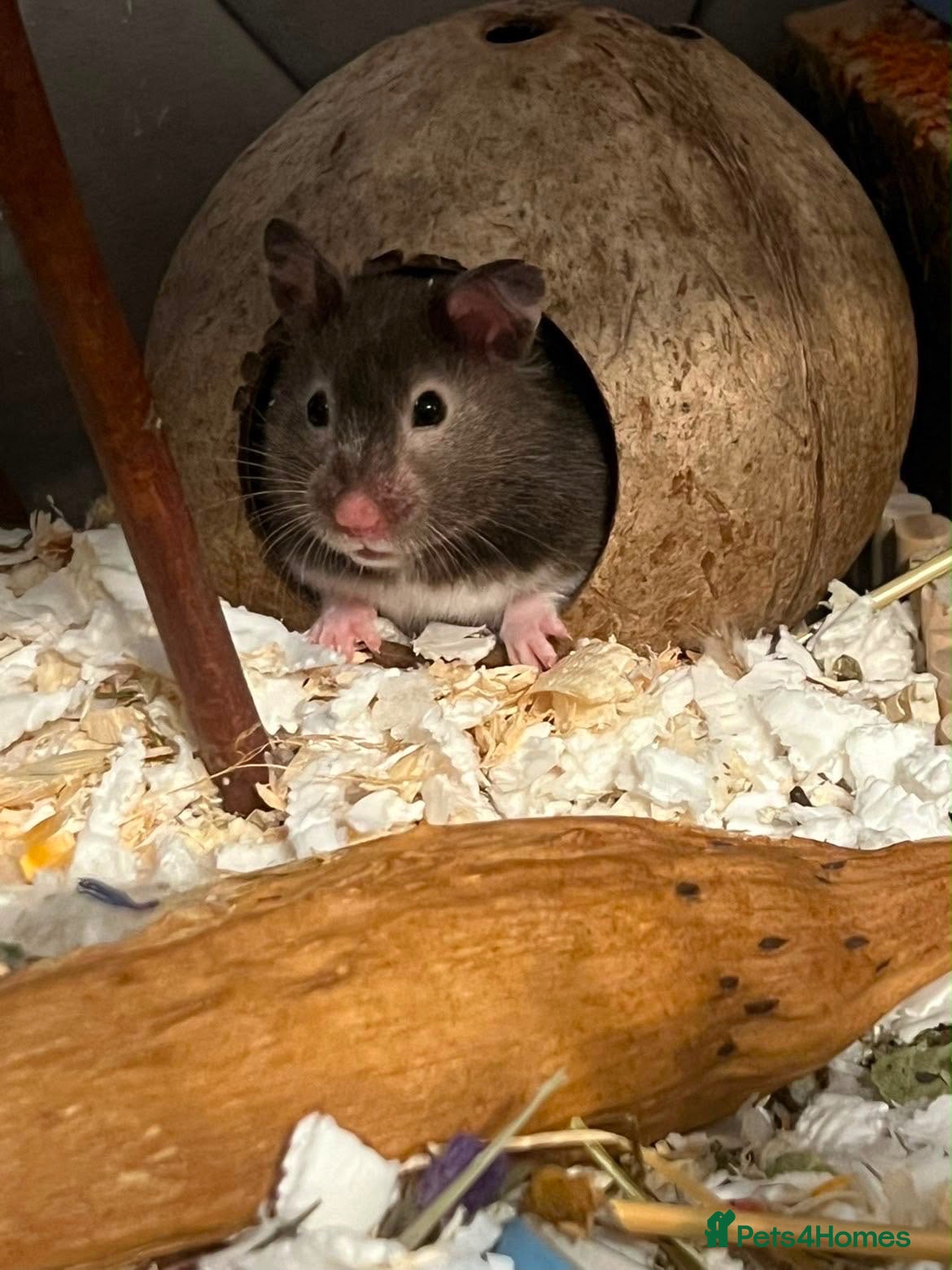 Hamster rodents Friendly ,Tamed,Syrian Hamster - Advert 1