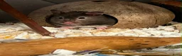Hamster rodents for sale: Friendly ,Tamed,Syrian Hamster with cage  - Advert 1