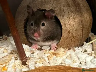 Hamster rodents Friendly ,Tamed,Syrian Hamster with cage - Advert 1