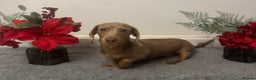 Miniature Dachshund dogs for stud: Flynn ready for stud services - Advert 5