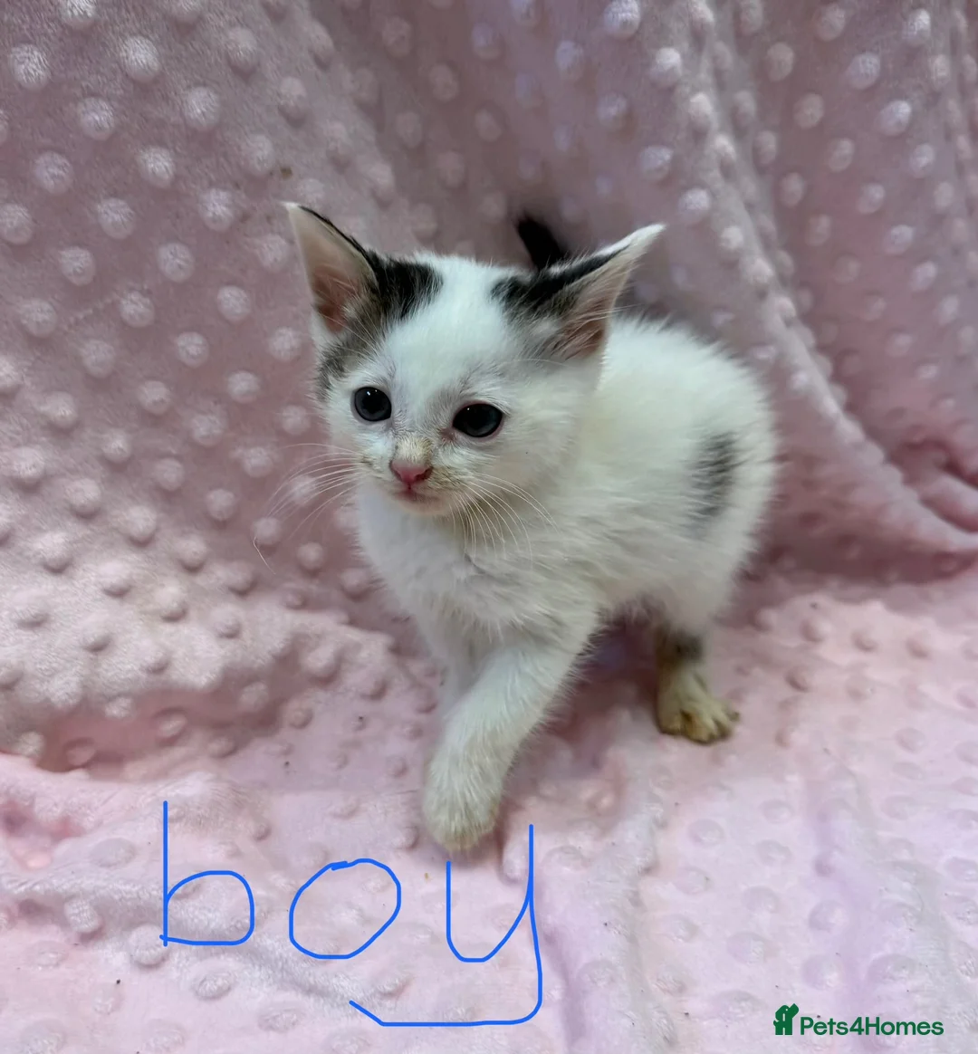 Mixed Breed cats for sale: Loving kittens 💖 - Advert 20