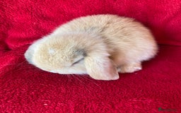 Mini Lop rabbits for sale: Adorable Pure Mini Lop Rabbits  - Image 4