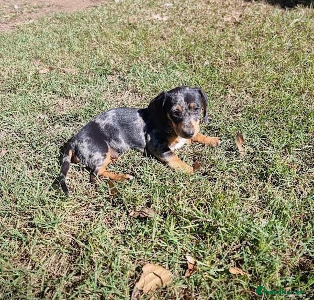 Miniature Dachshund dogs for sale: Amazing purebred mini Dachshunds smoothhair - Image 3
