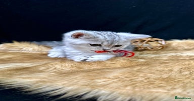 British Shorthair cats - Advert 1