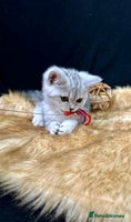 British Shorthair cats - Advert 6