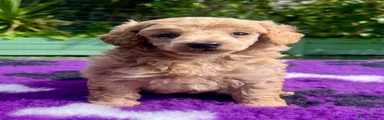 Toy Poodle 1