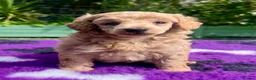Toy Poodle dogs for sale: KC reg toy Poodles - Advert 13