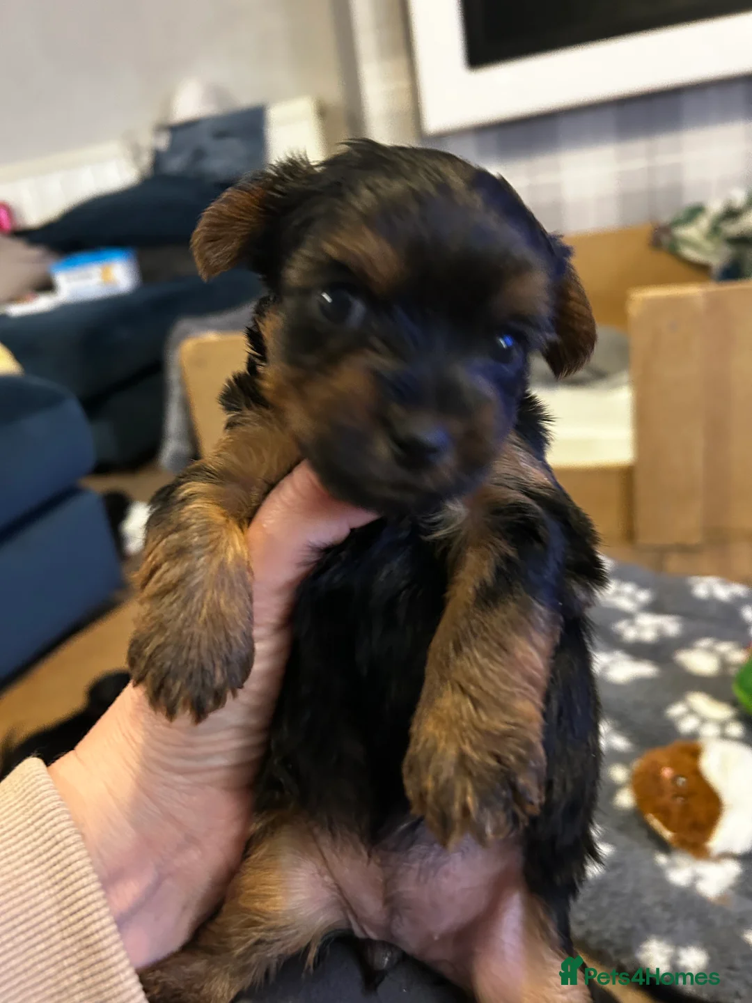 Yorkshire Terrier dogs for sale: Yorkshire terrier puppies  - Advert 7