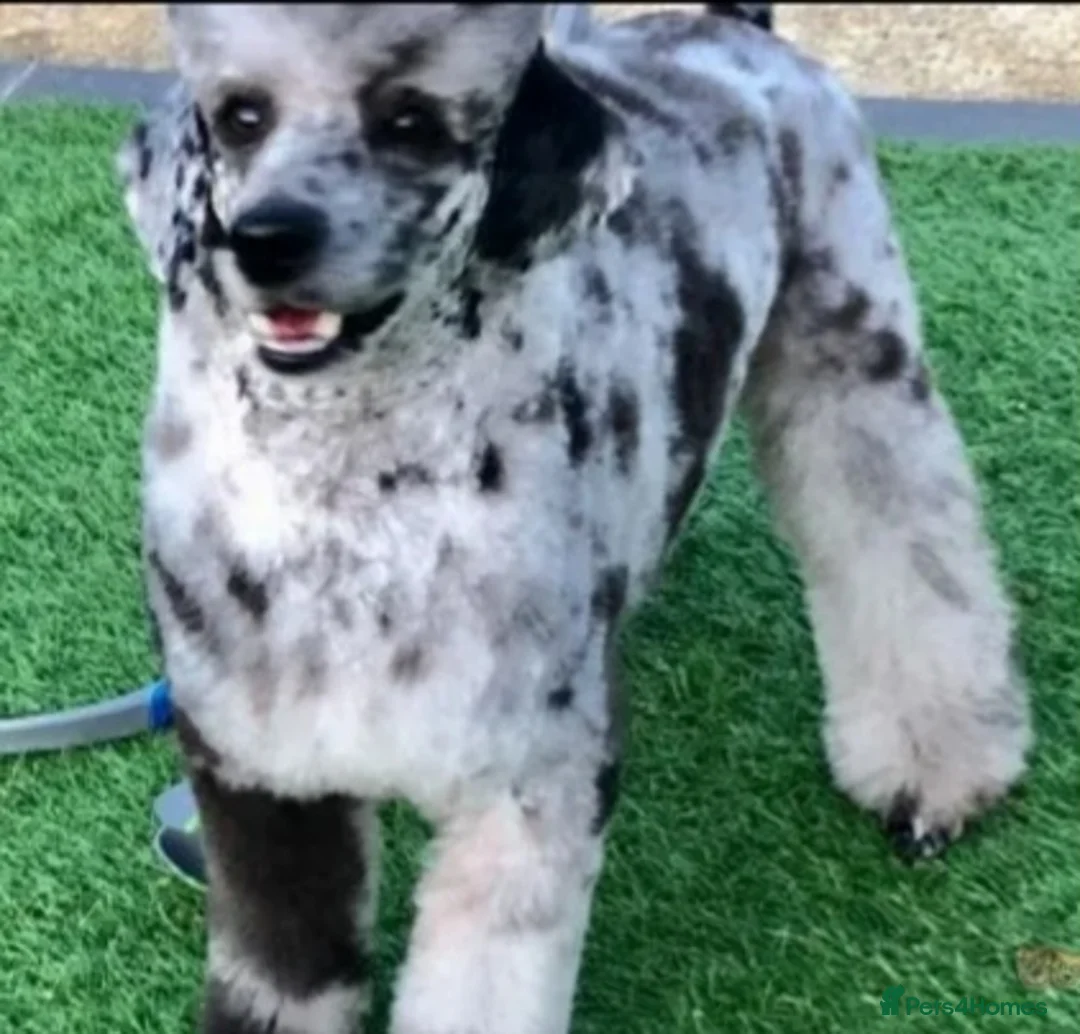 Cockapoo dogs for sale: F1 Cockapoo Pups  - Advert 15