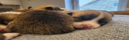 Welsh Corgi Pembroke dogs for sale: 9 ADORABLE CORGIS🐾💖💙DNA HEALTH TESTED PARENTS🧬 - Advert 14