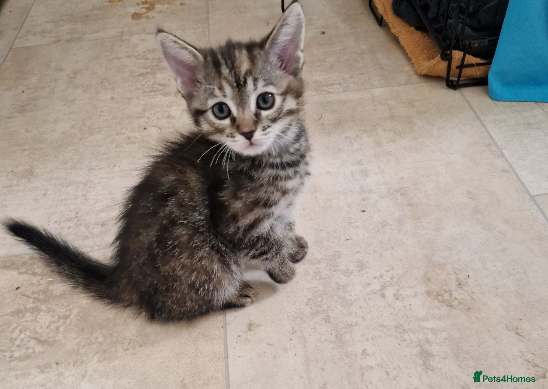 Mixed Breed cats Beautiful Half-Ragdoll Princess - Advert 1