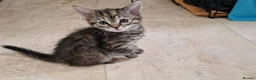Mixed Breed cats for sale: Beautiful Half-Ragdoll Princess - Advert 1