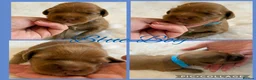 Australian Labradoodle dogs for sale: Multigenerational Australian Labradoodle puppies - Advert 3