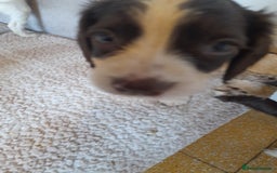 Sproodle dogs for sale: Gorgeous Sproodle Pups. - Image 8