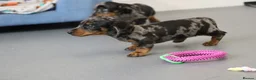 Miniature Dachshund dogs for sale: Beautiful Miniature Dachshund puppies for sale - Advert 8