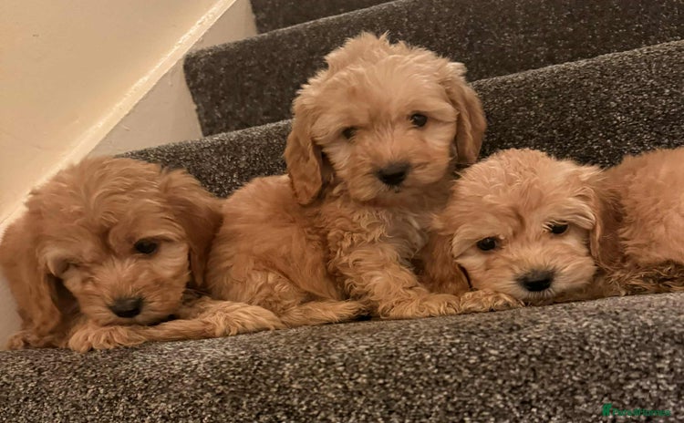 Cockapoo dogs Ready to go adorable cockapoo puppies  - Advert 4