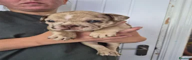 Mixed Breed 2