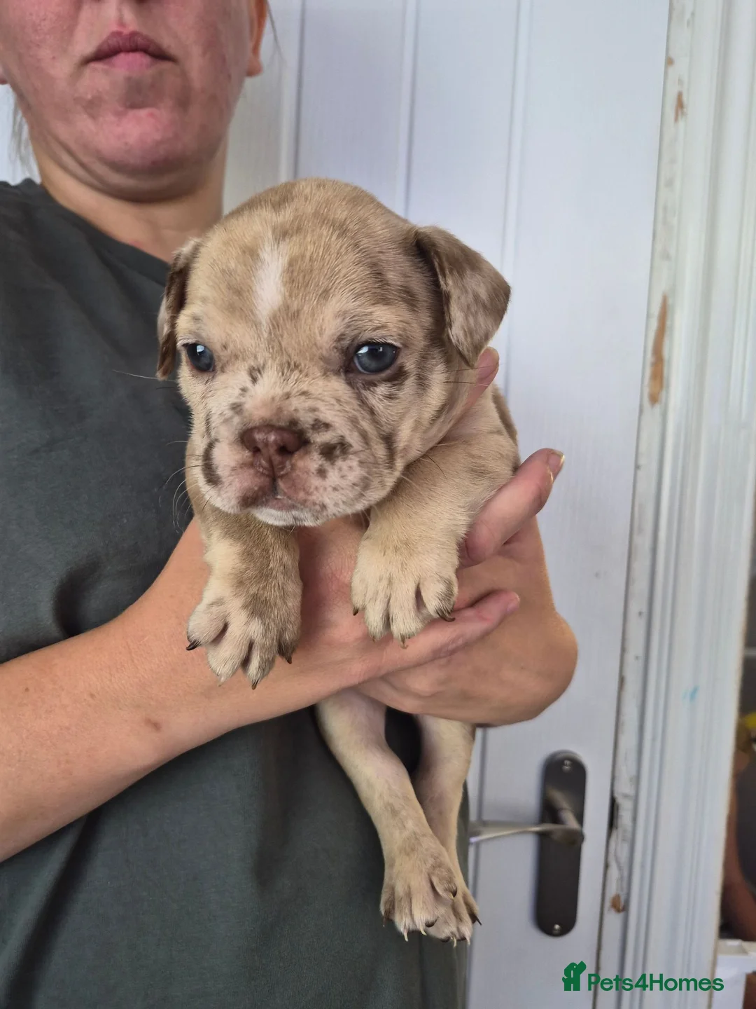 Mixed Breed dogs for sale: Beautiful Frenchie x English bulldog puppies in Coventry - Advert 6