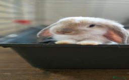 French Lop rabbits for sale: Beautiful French Lop Bunnies - Image 30