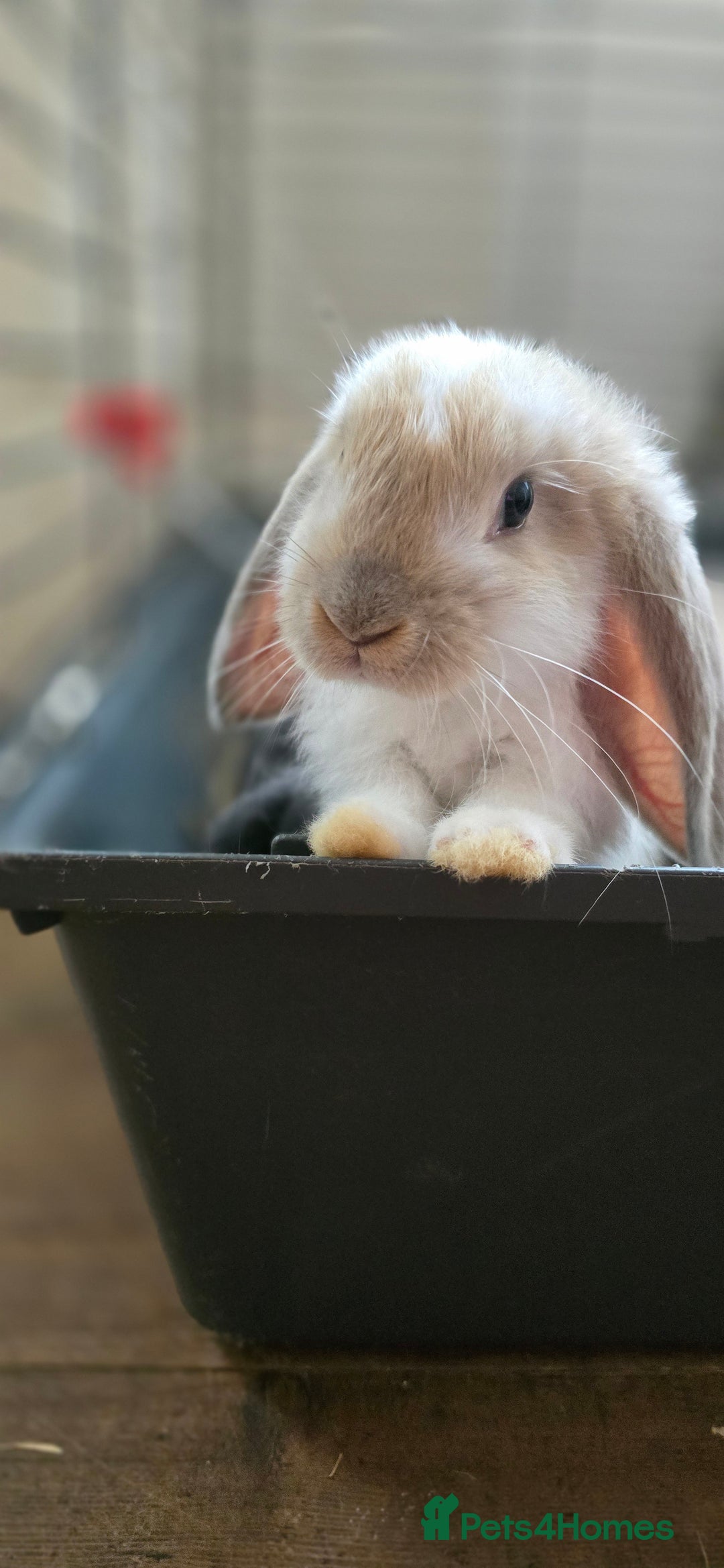 French Lop rabbits for sale: Beautiful French Lop Bunnies - Image 30