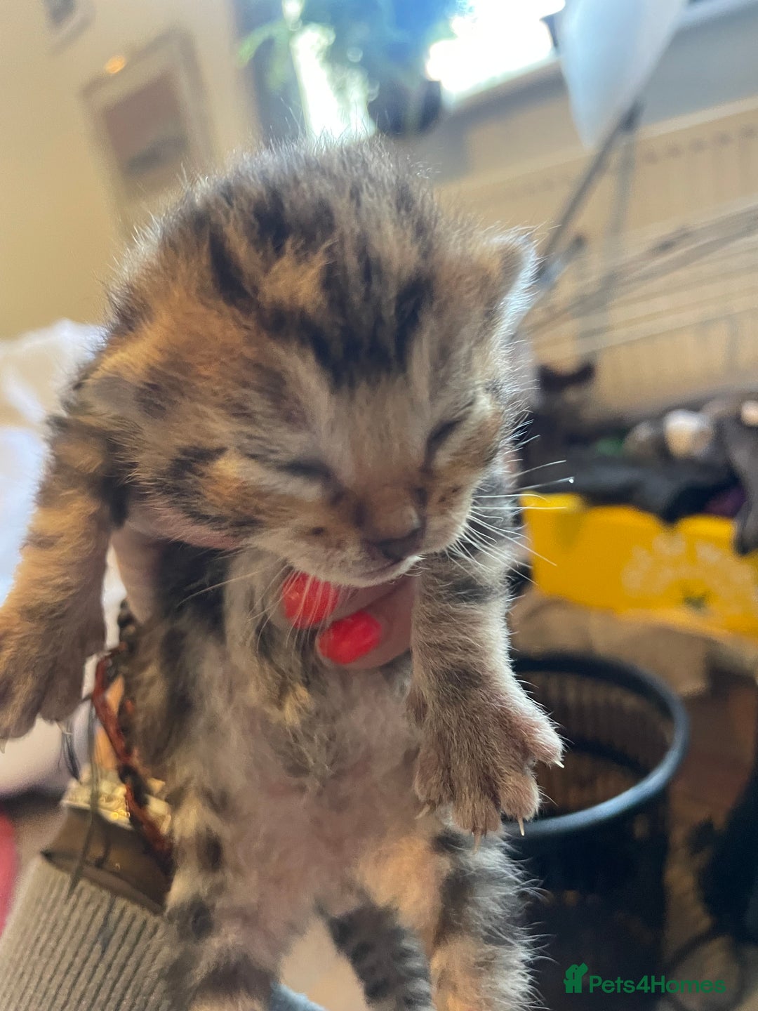 Bengal cats for sale: 9 BENGAL RAGDOLL X KITTENS - Image 27
