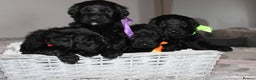 Goldendoodle dogs for sale: F1 Goldendoodle black Puppies - Advert 9