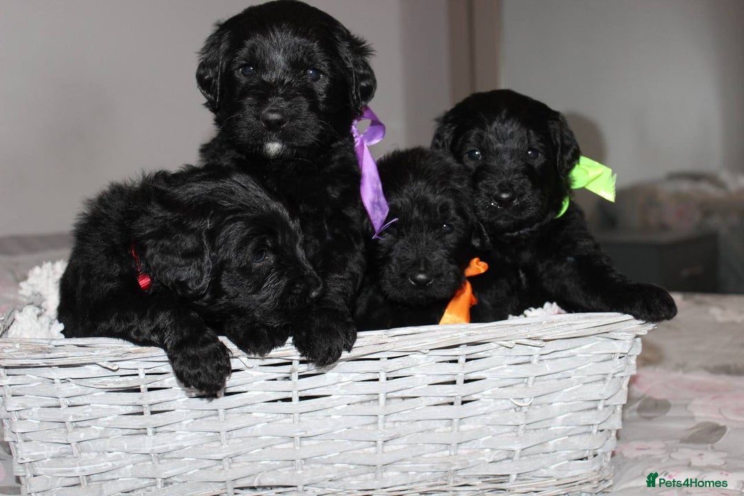 Goldendoodle dogs for sale: F1 Goldendoodle black Puppies - Advert 9