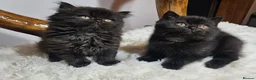 British Shorthair cats for sale: Tica British Shorthair & Longhair Champion Lines in Wigan - Advert 15