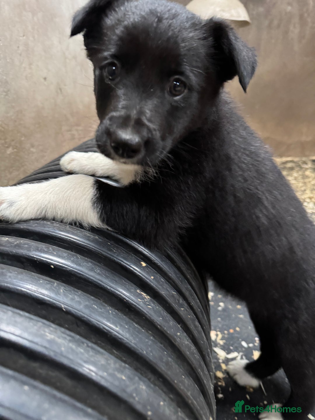 Border Collie dogs for sale: Bouncing border collies - Advert 19
