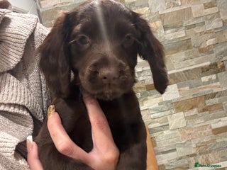 Cocker Spaniel dogs - Advert 19